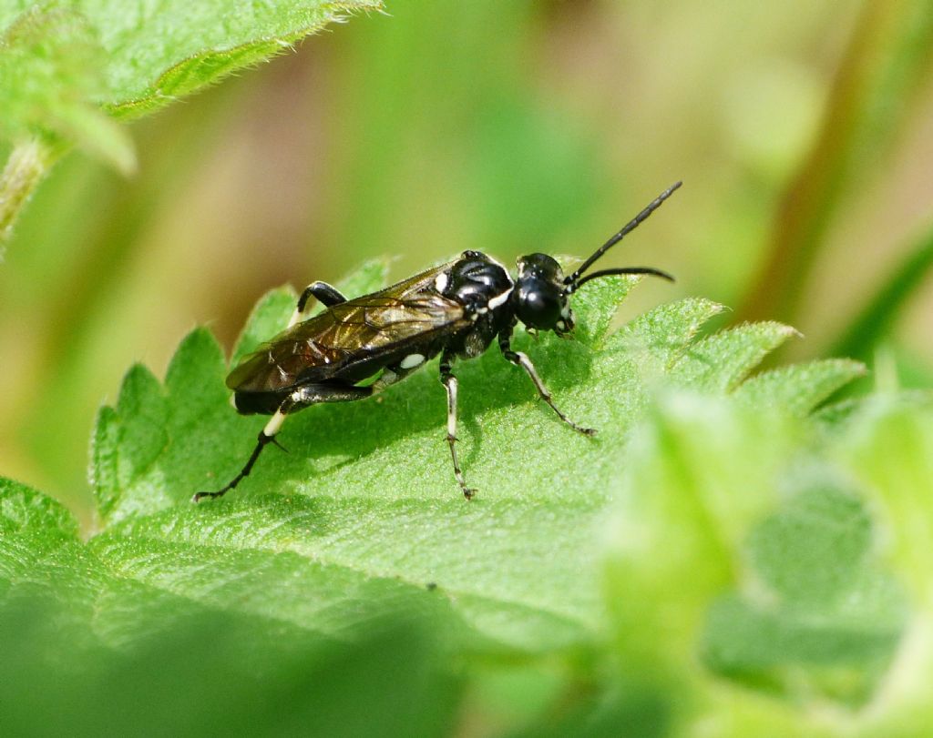 Tenthredo albofasciata?